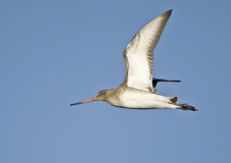 Black-Tailed Godwit